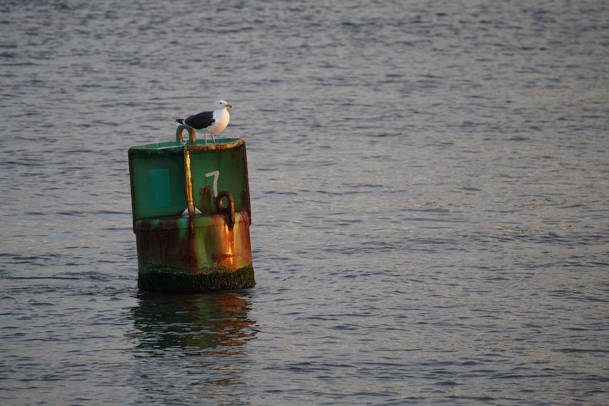 Great Black-backed Gull - ML544186881