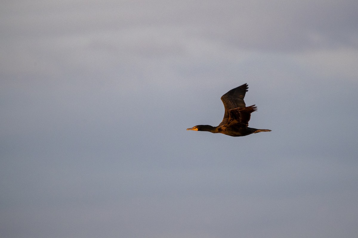 Double-crested Cormorant - Michael Stubblefield