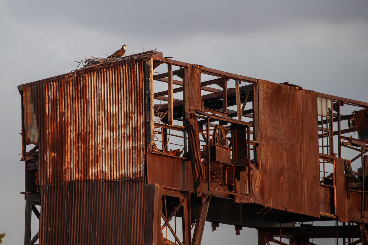 Osprey (carolinensis) - ML544186951