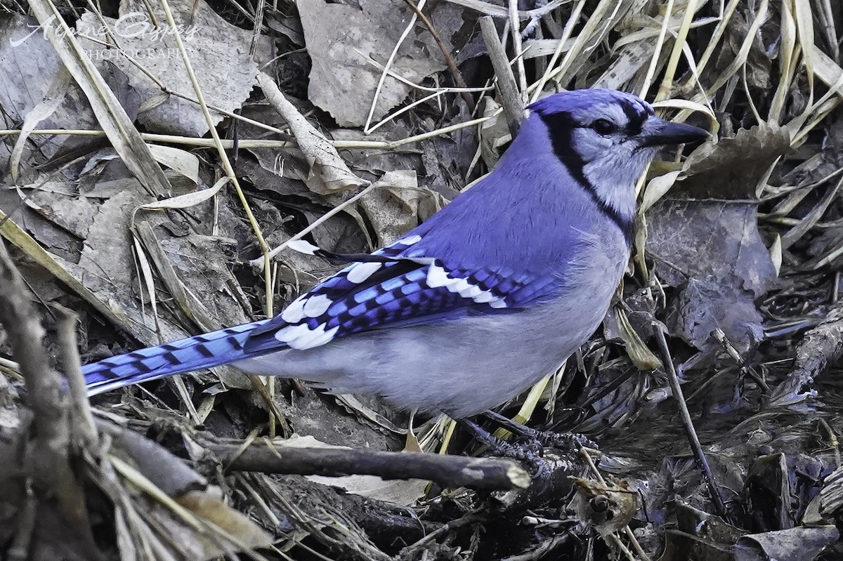 Blue Jay - ML544187101