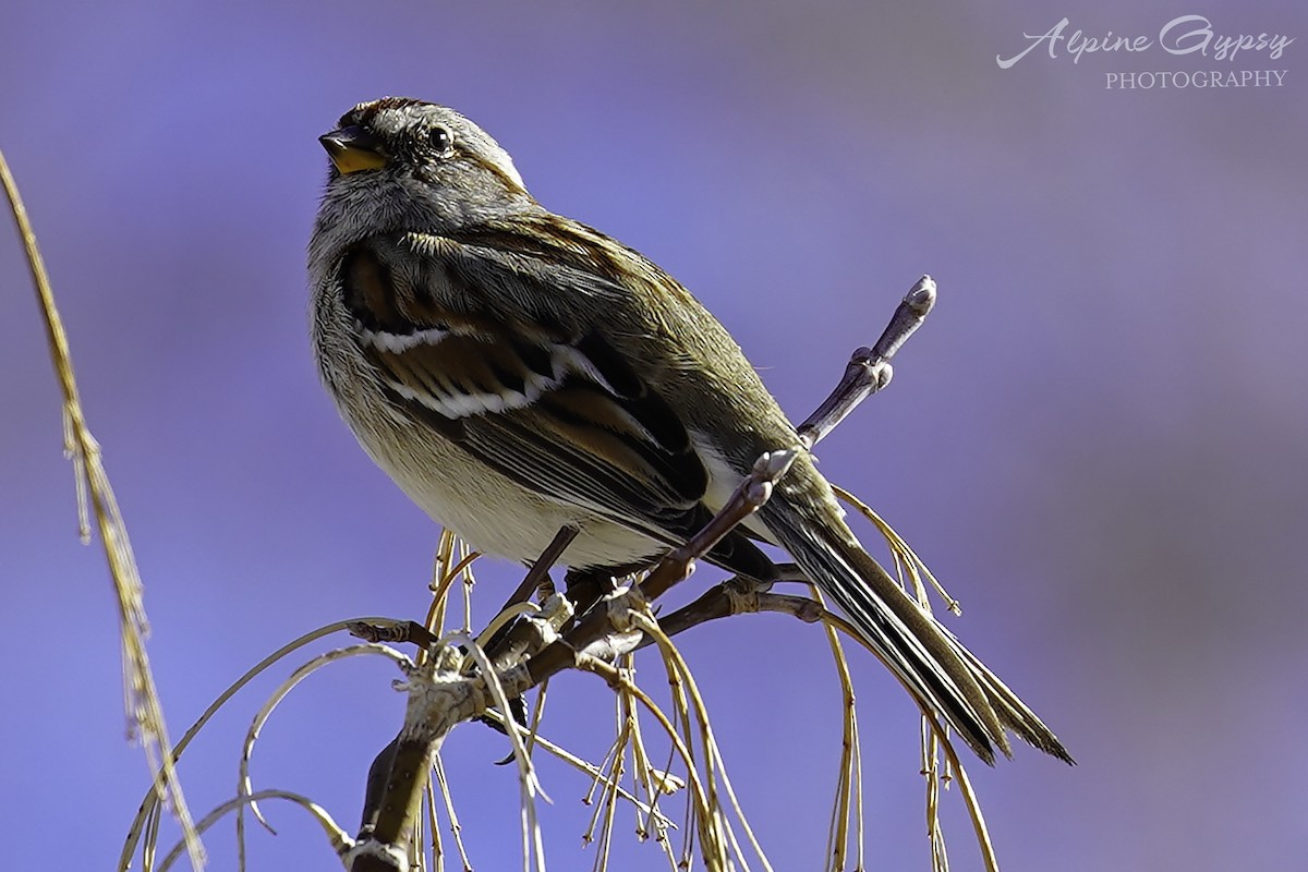 American Tree Sparrow - Ian Wright