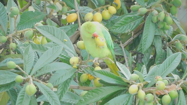 Rose-ringed Parakeet - ML544187841