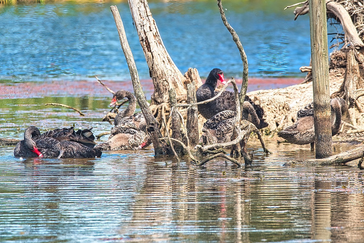 Black Swan - ML544188181