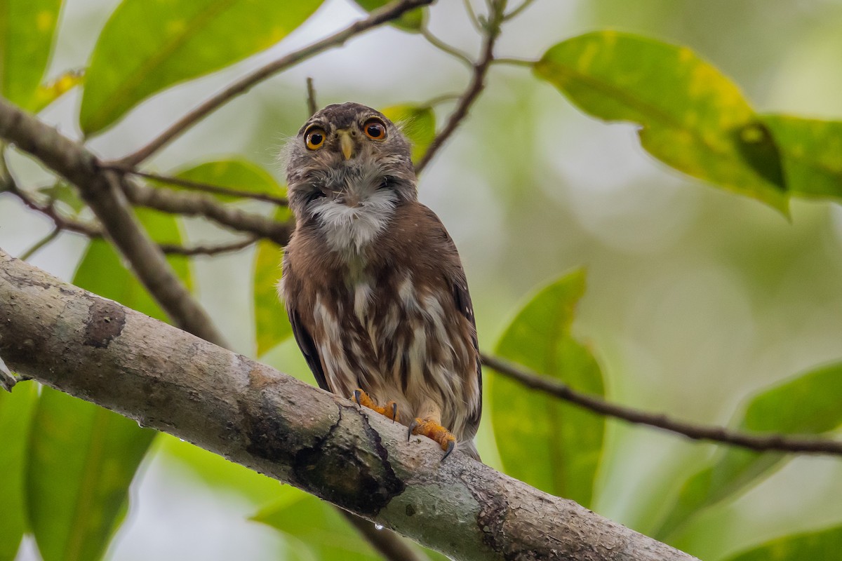 Amazonian Pygmy-Owl - ML544188191