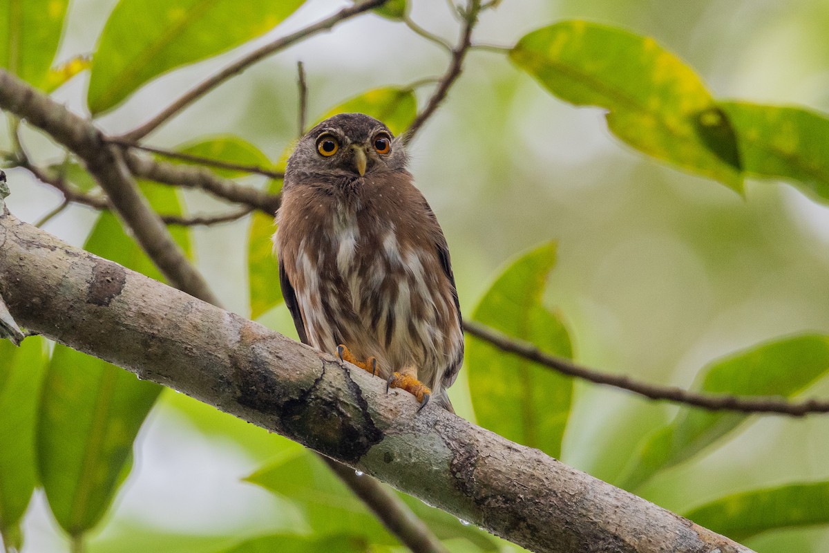 Amazonian Pygmy-Owl - ML544188201