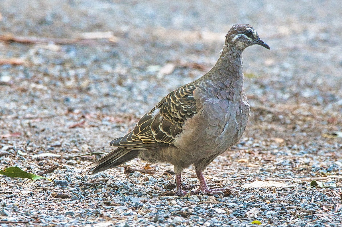 Common Bronzewing - ML544188491