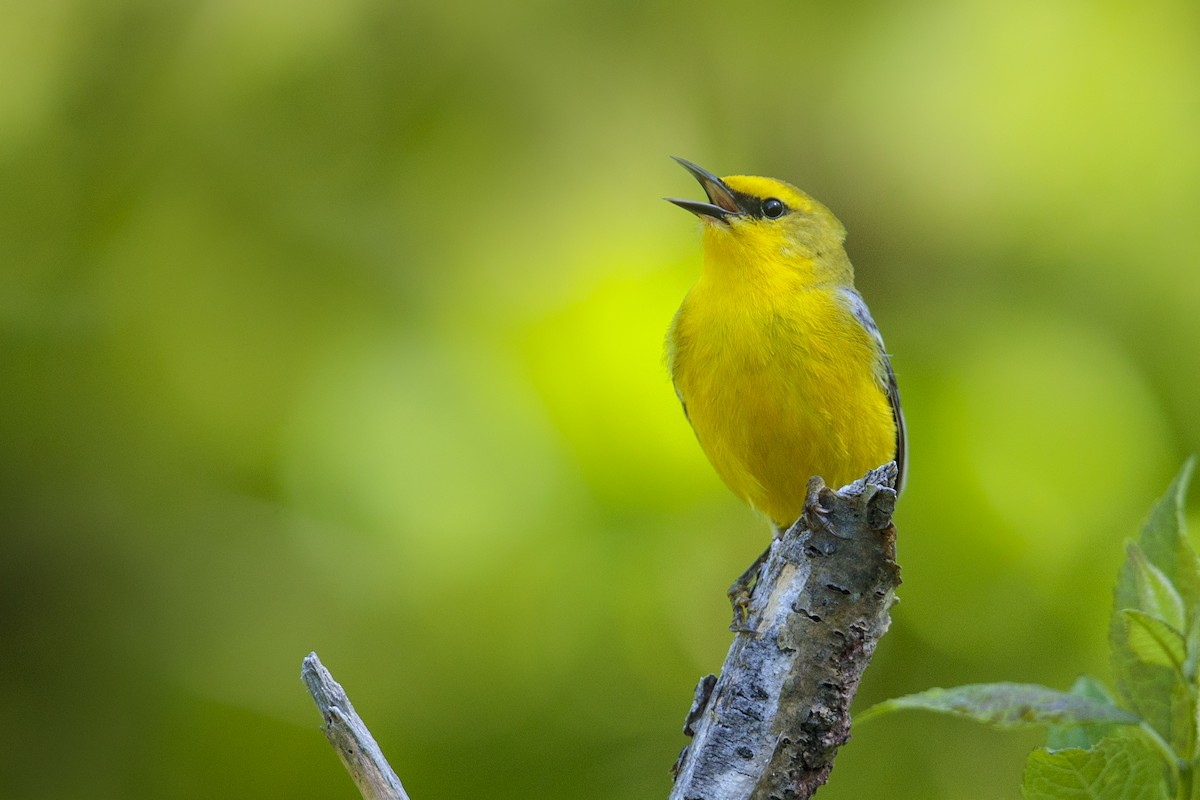 Blue-winged Warbler - Michael Stubblefield