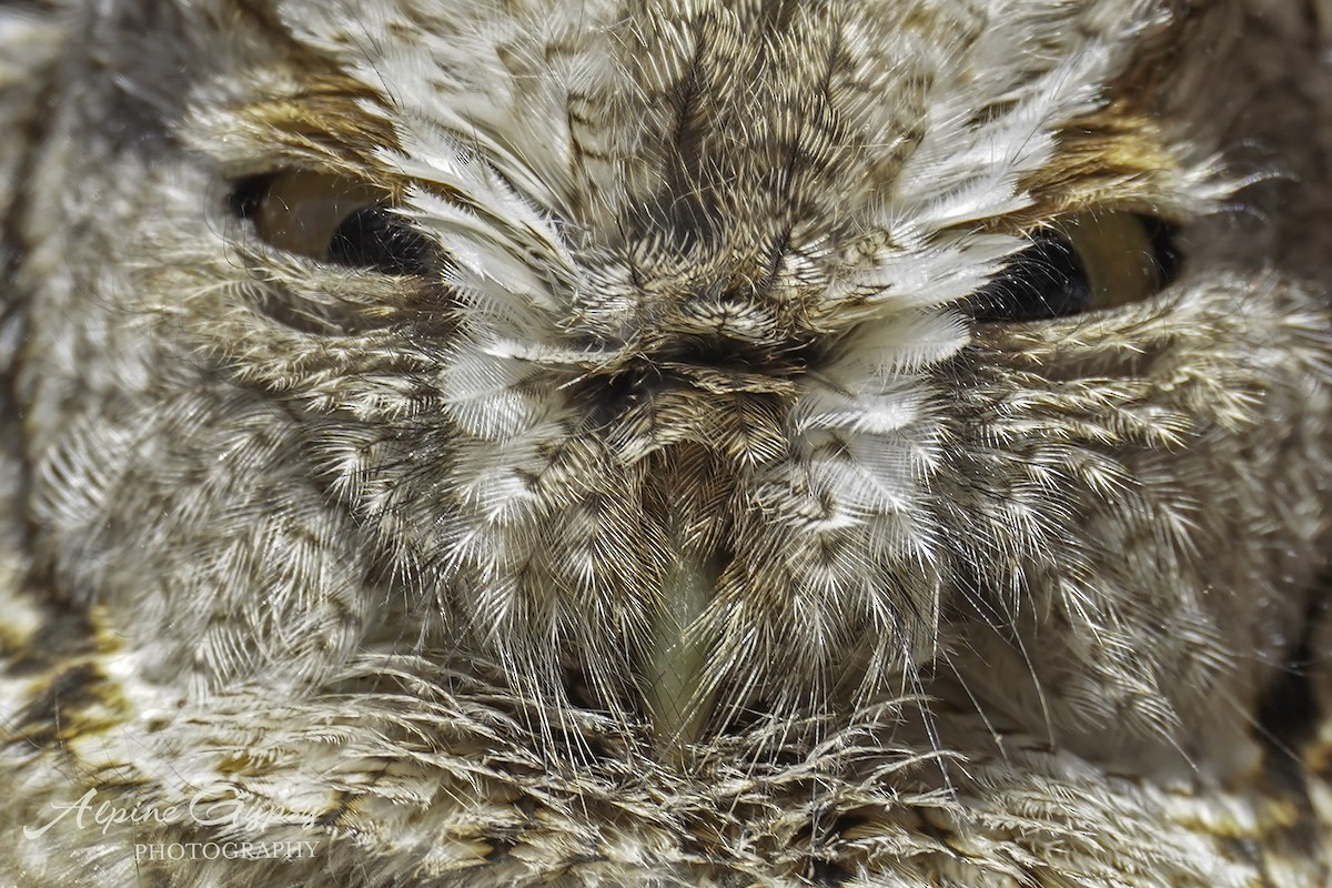 Eastern Screech-Owl - ML544190271