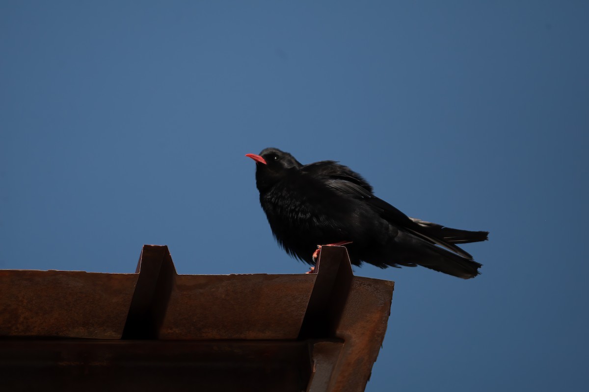 Red-billed Chough (Red-billed) - Chris Jones