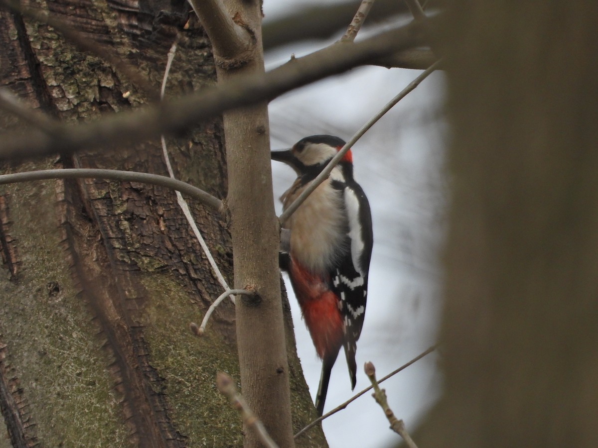 Great Spotted Woodpecker - ML544191641