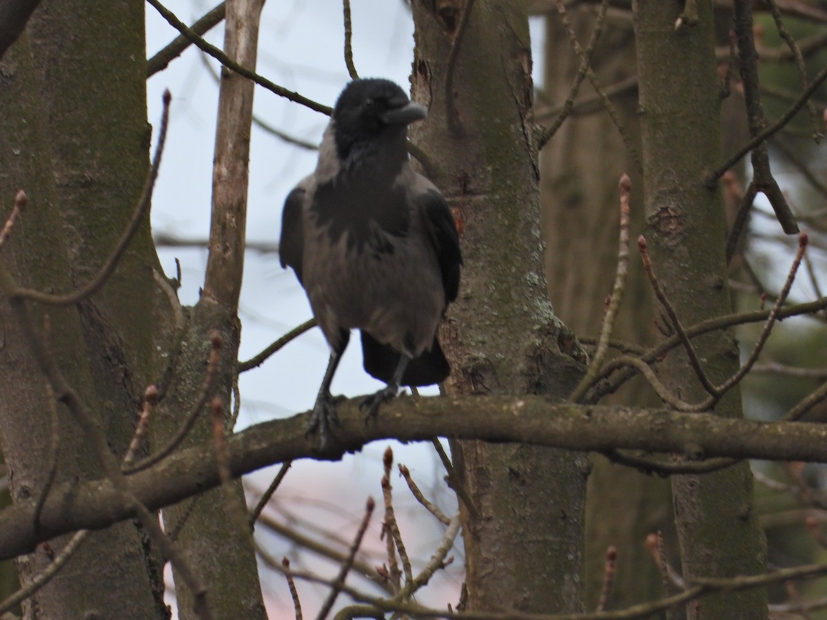 Hooded Crow - ML544191671