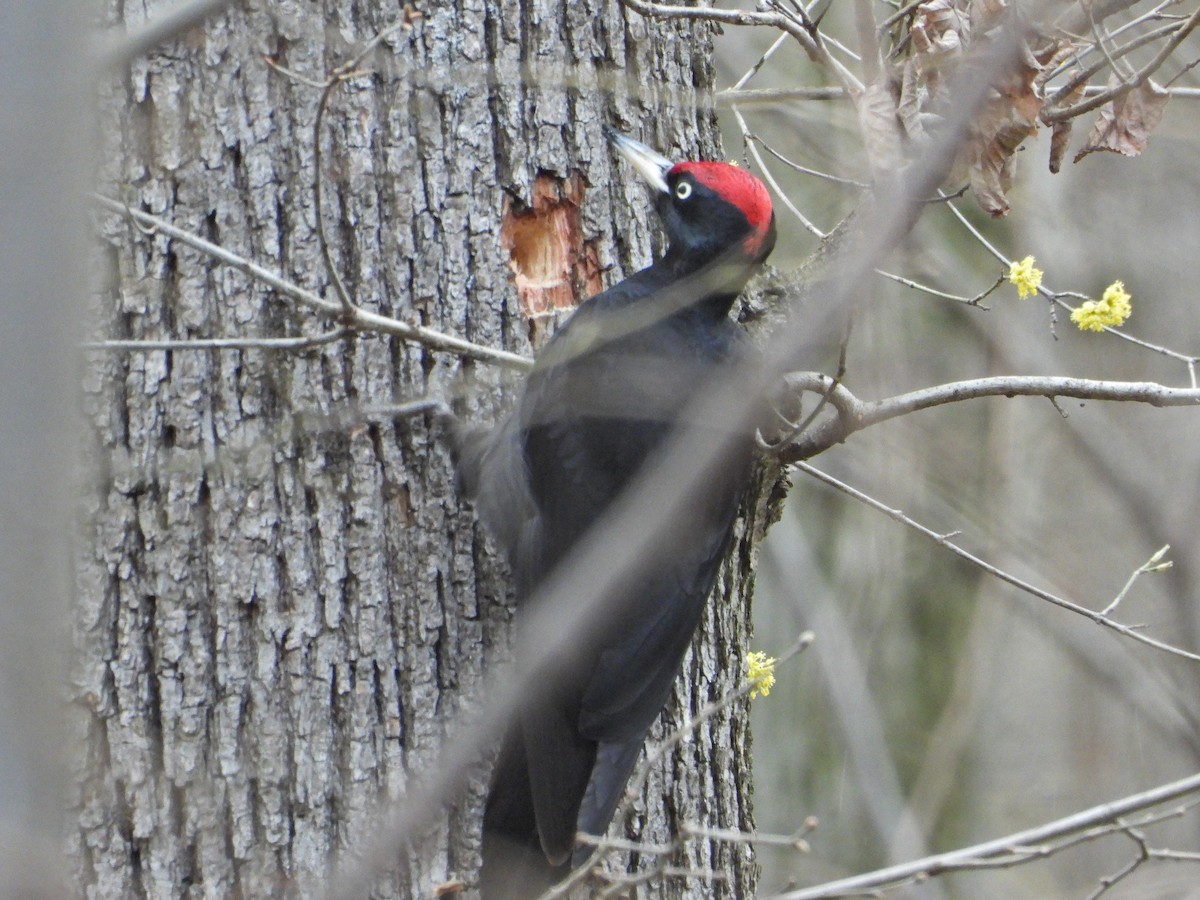 Black Woodpecker - ML544191751