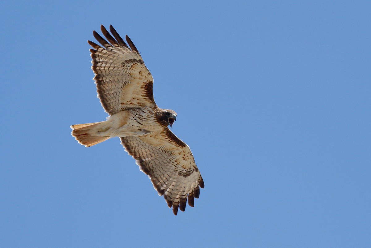 Red-tailed Hawk - ML54419201