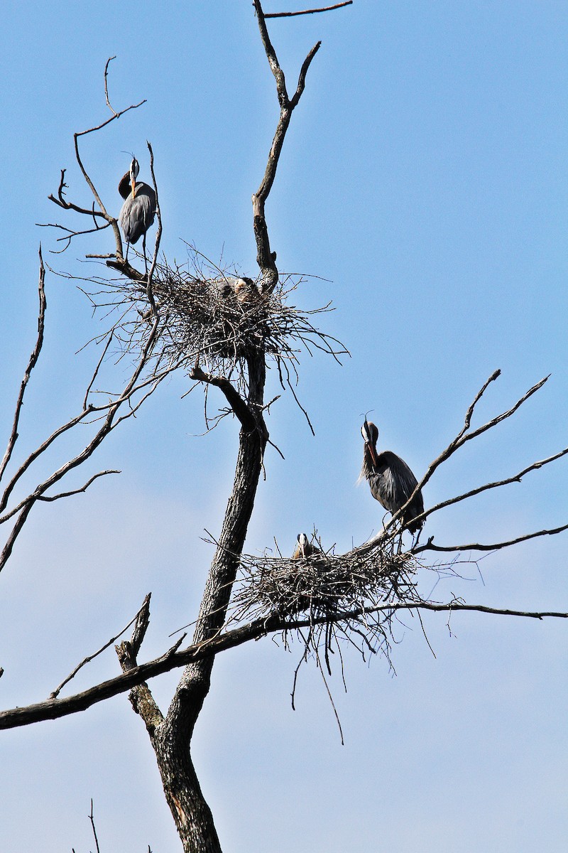 Great Blue Heron - ML54419251