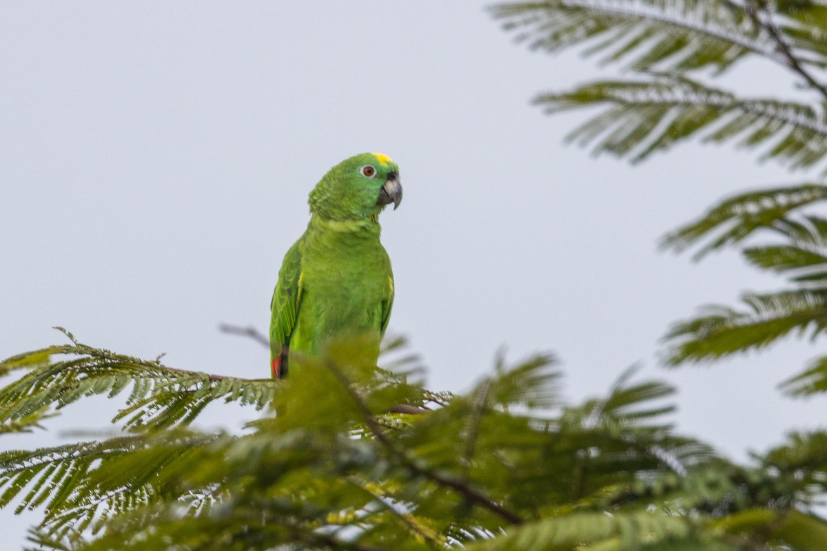 Yellow-crowned Amazon - ML544192941