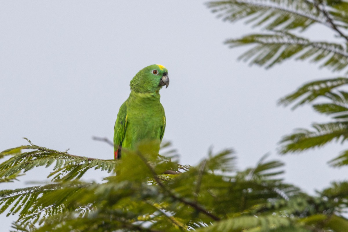 キビタイボウシインコ - ML544192941