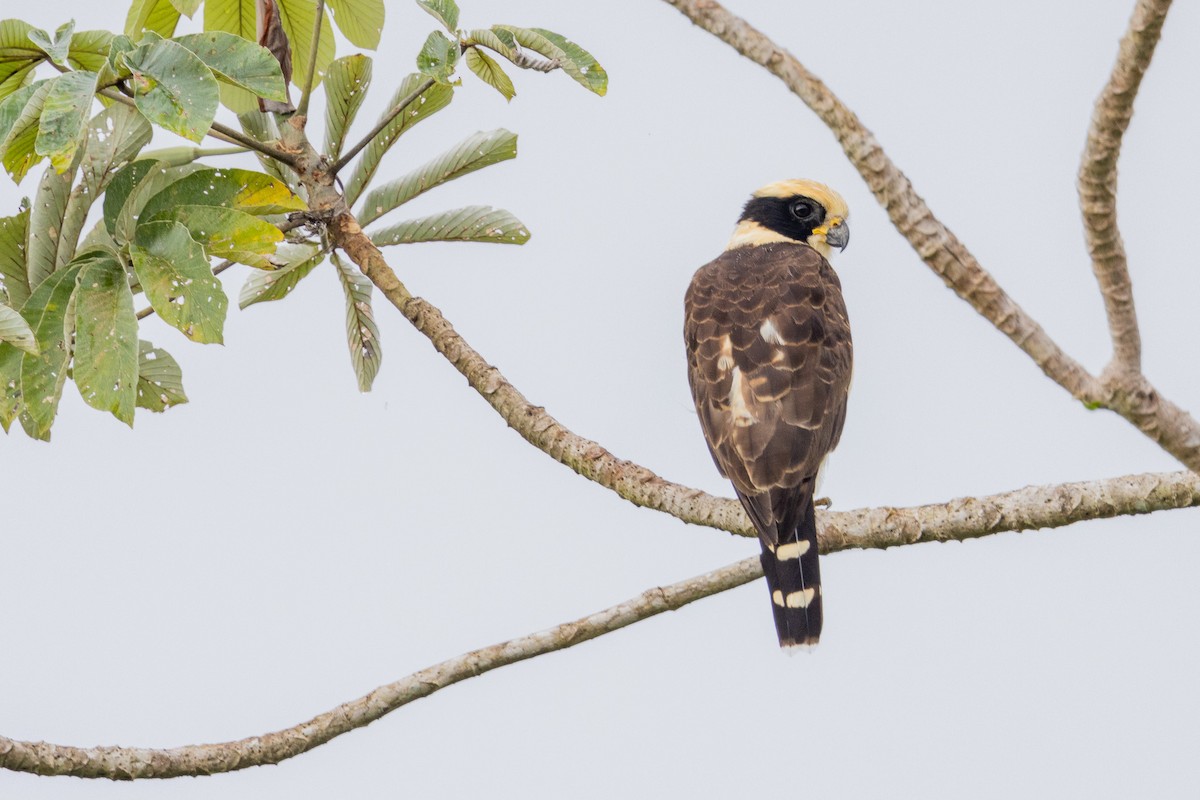 Laughing Falcon - ML544192971