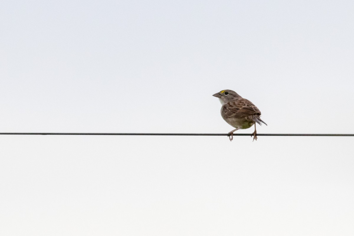 Grassland Sparrow - ML544193021