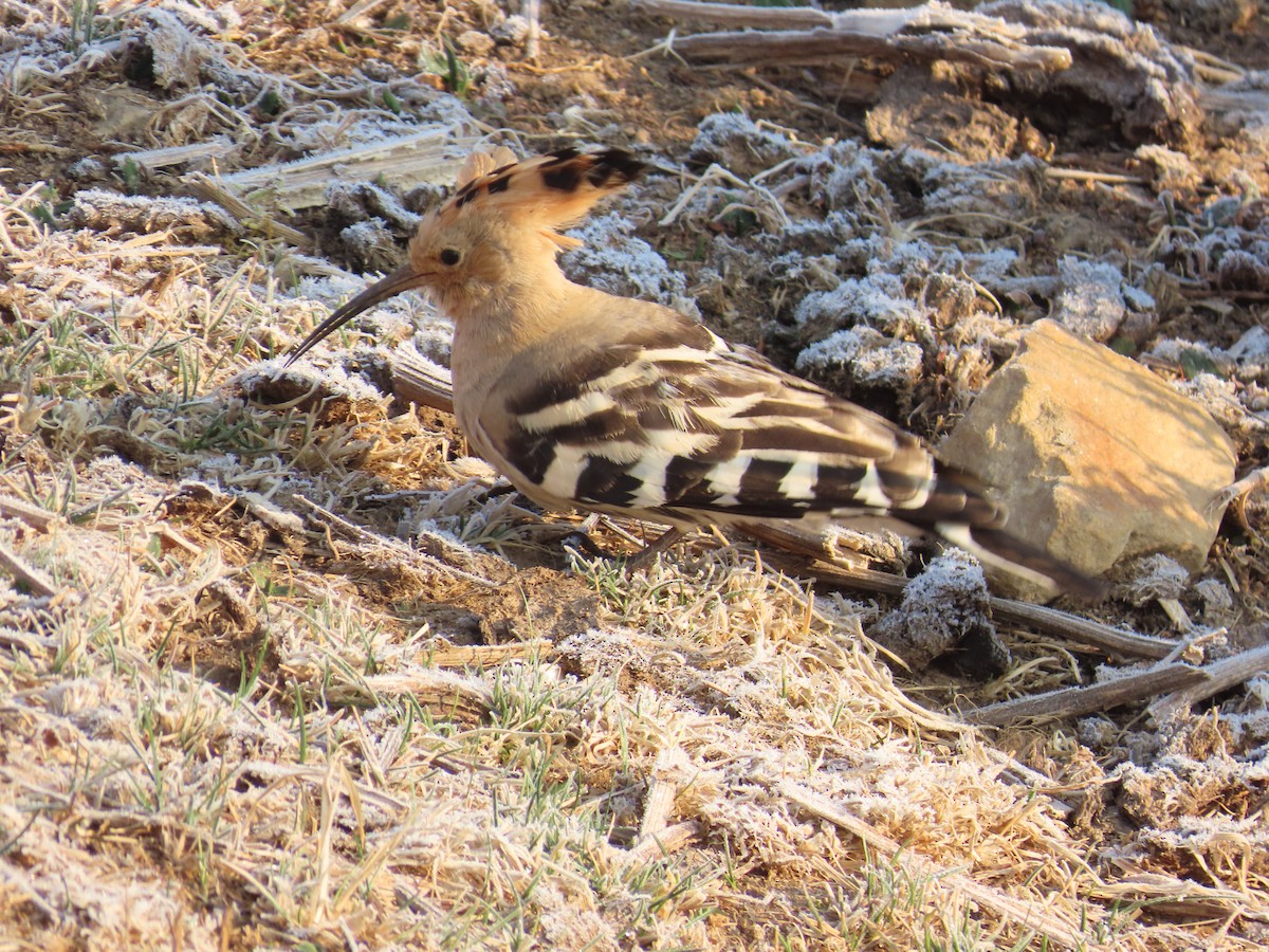Common Hoopoe - ML544193651