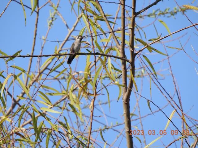 kolibřík achátový - ML544194161