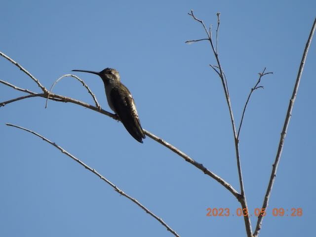 Plain-capped Starthroat - ML544194181