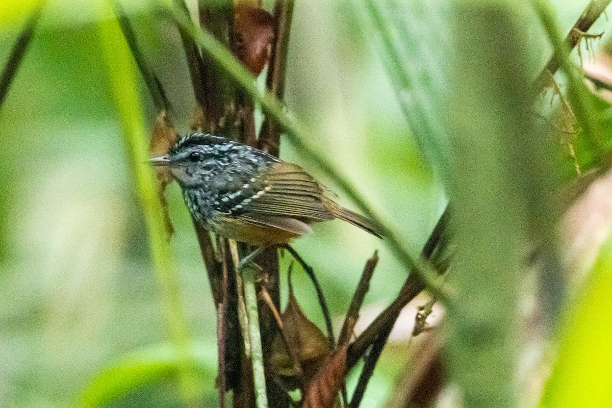 Manicore Warbling-Antbird - Gustavo Dallaqua