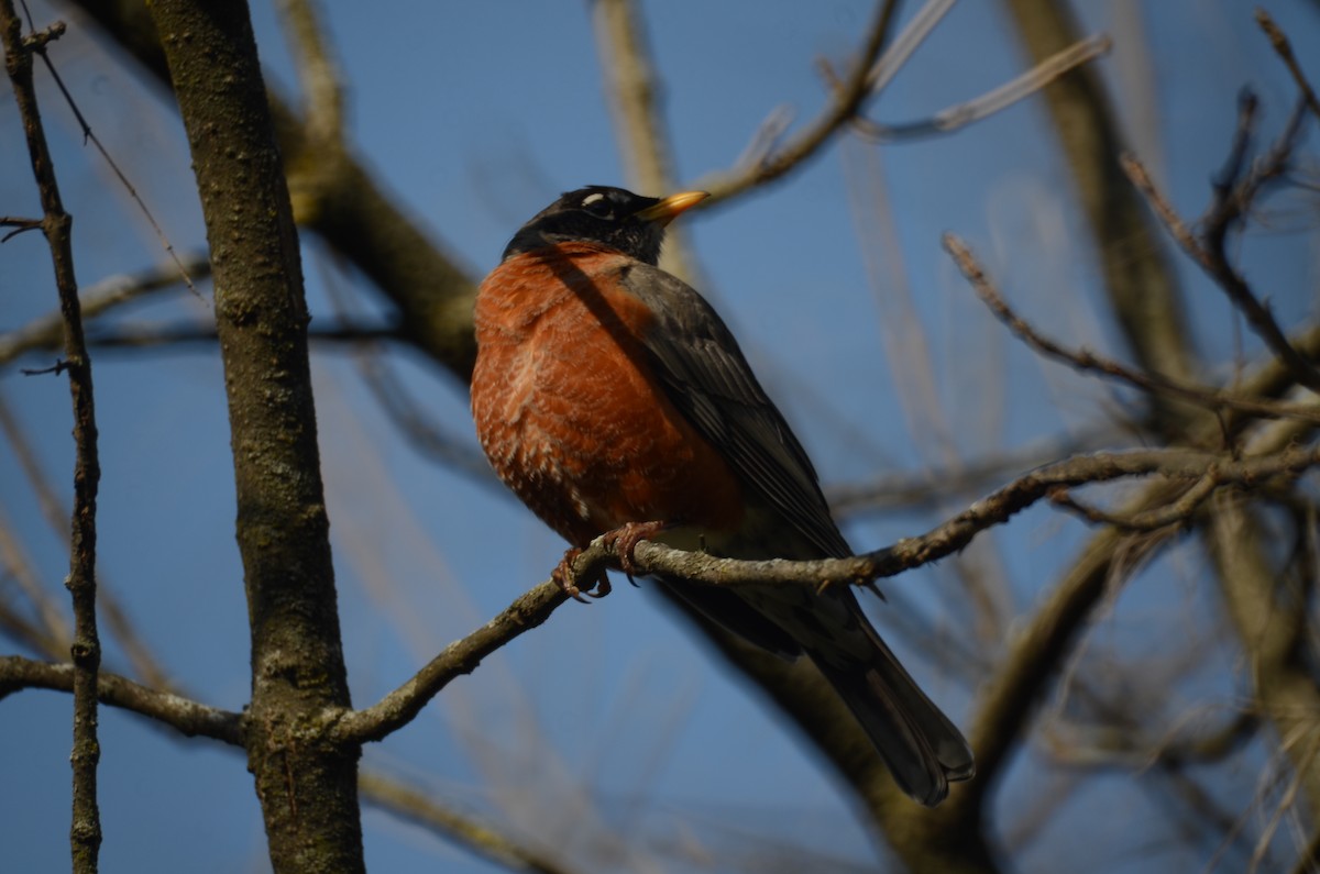 American Robin - ML544194901