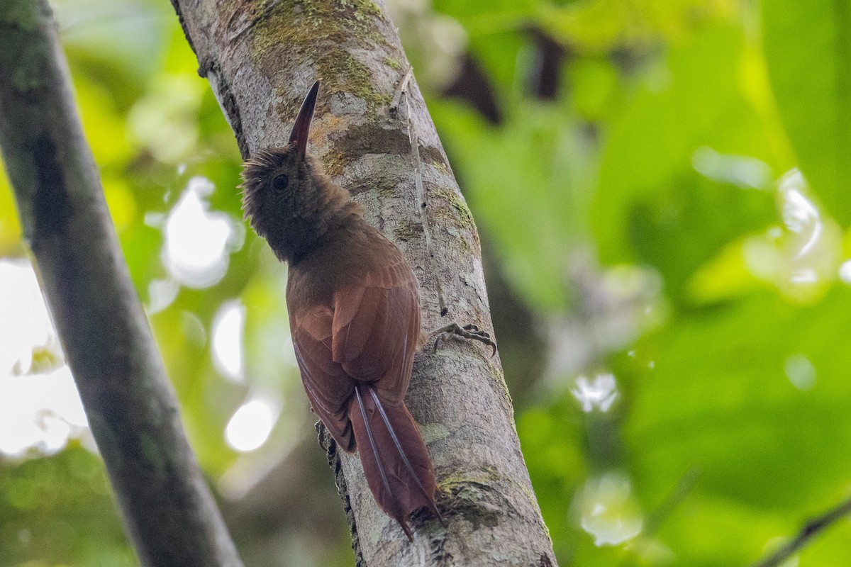 Amazonian Barred-Woodcreeper (Plain-colored) - ML544195441