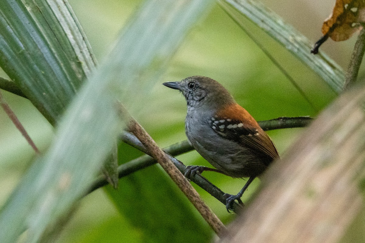 Rio Madeira Stipplethroat - ML544195561