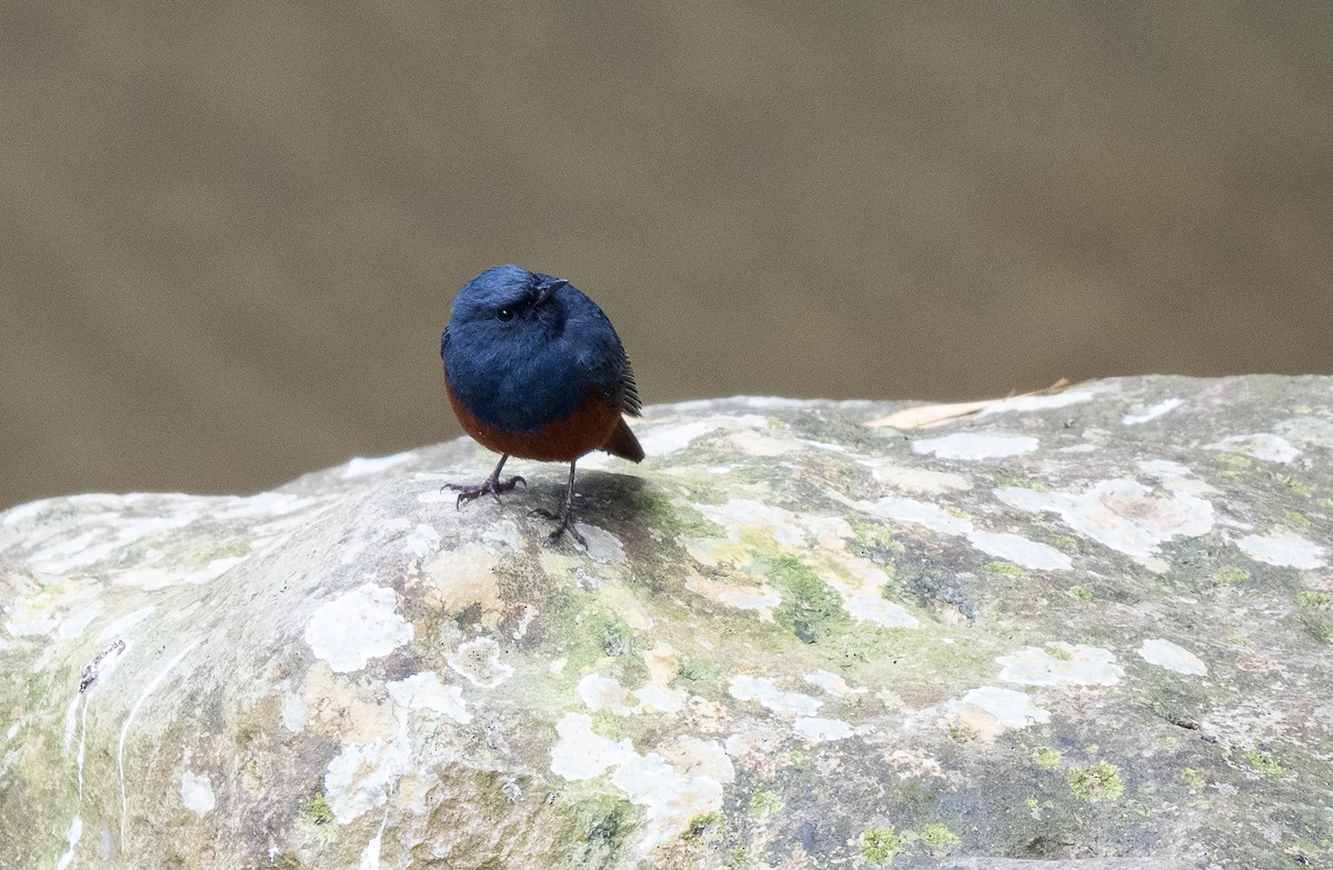 Luzon Redstart - ML544195811