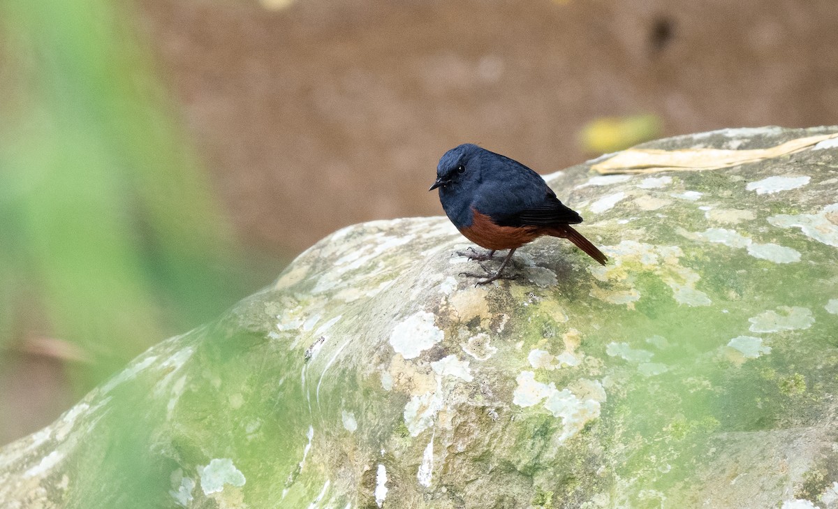 Rougequeue bicolore - ML544195821