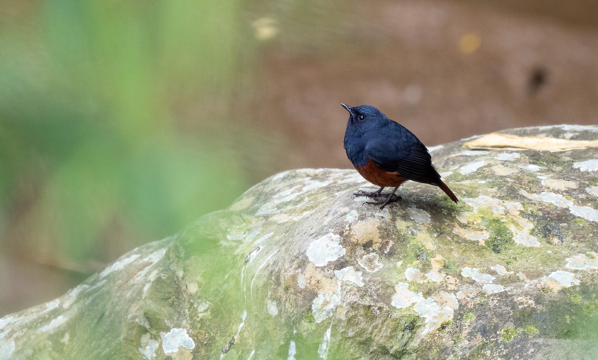 Rougequeue bicolore - ML544195831