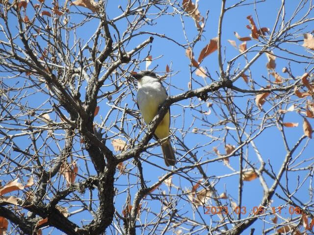 Thick-billed Kingbird - ML544196351