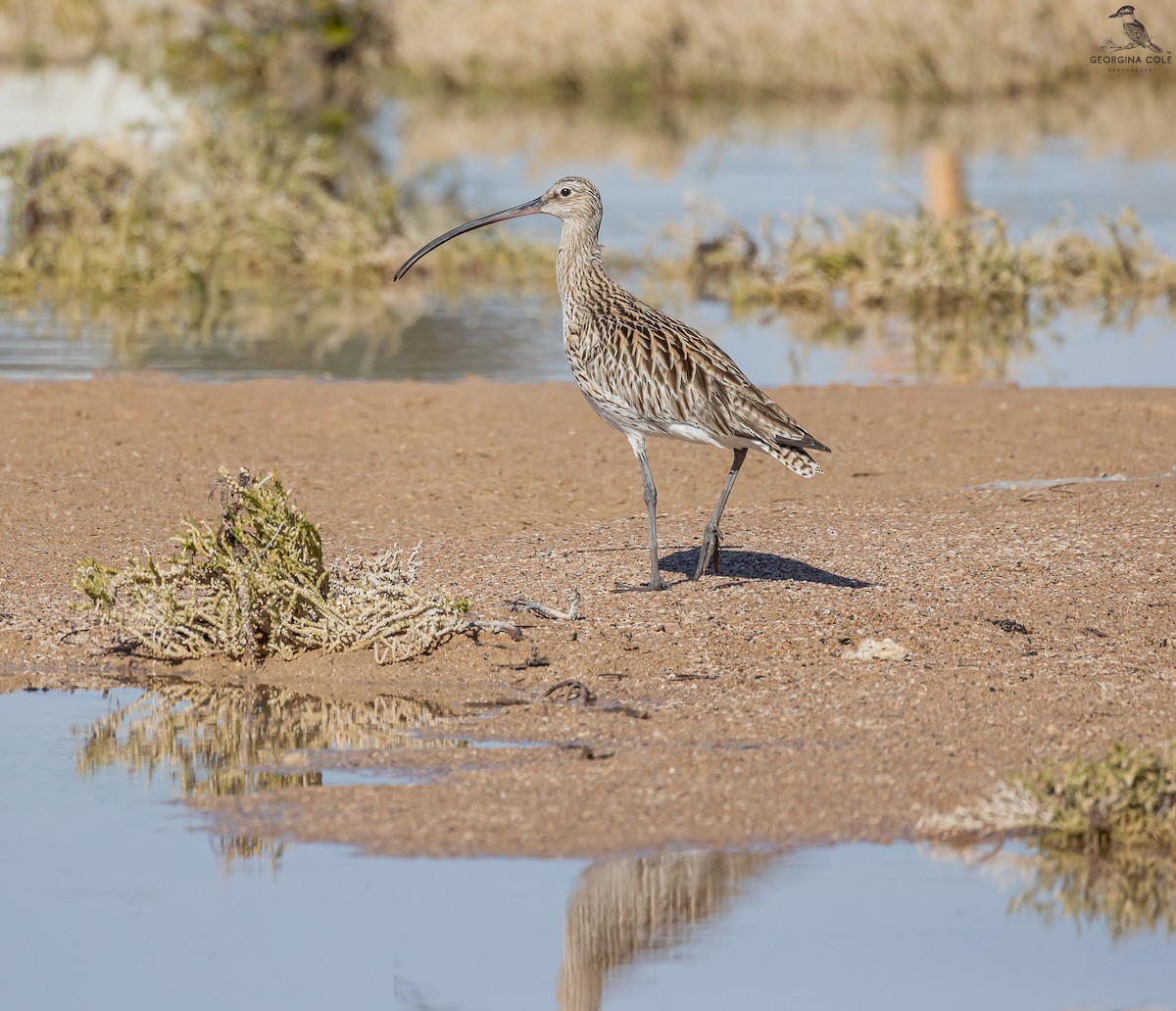 Eurasian Curlew - Georgina Cole