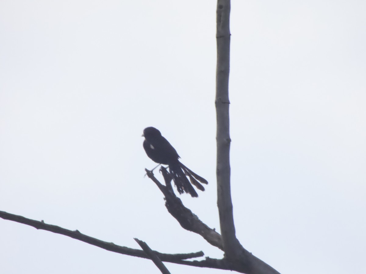 White-winged Widowbird - ML544197731