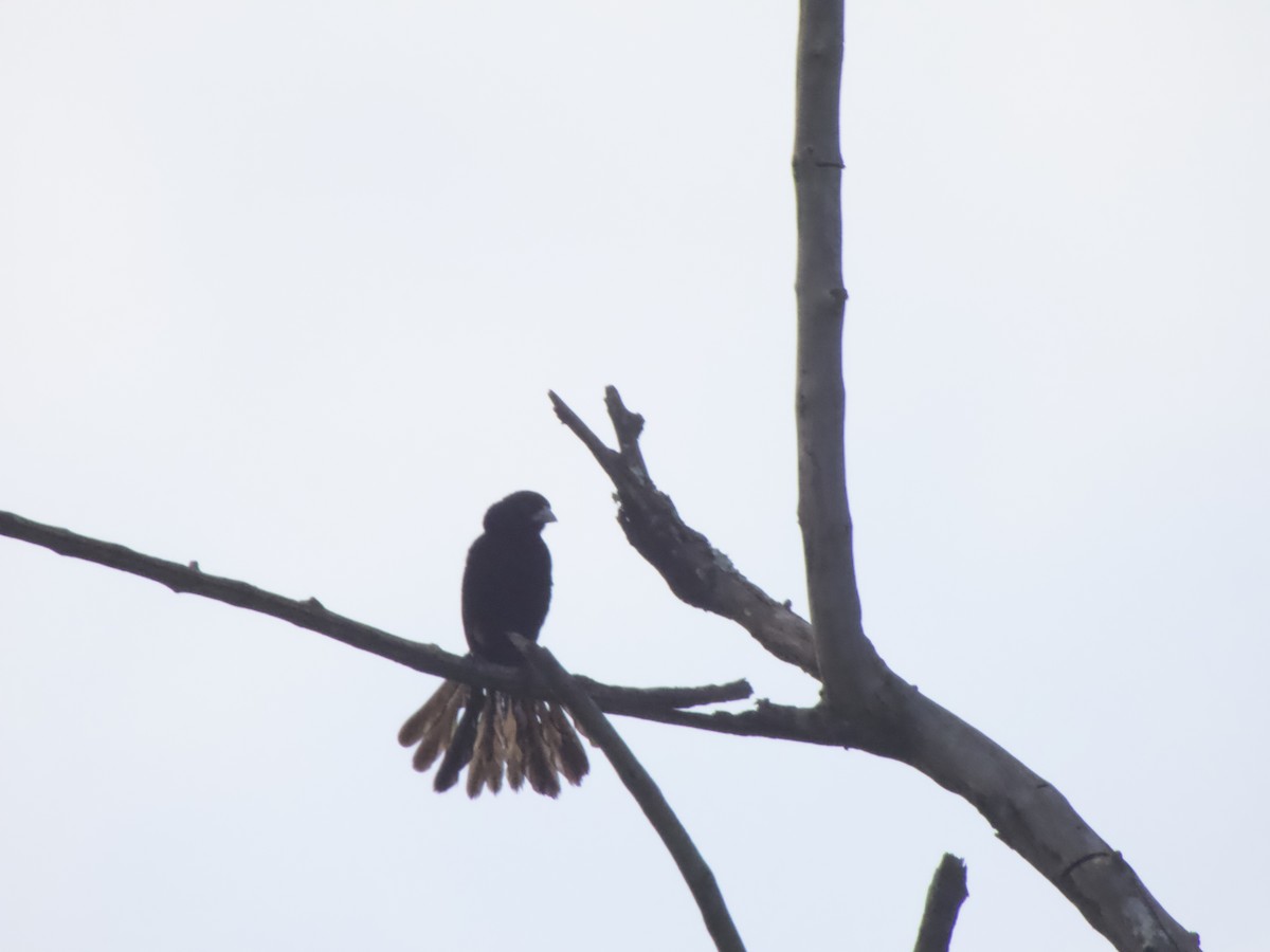 White-winged Widowbird - ML544197741