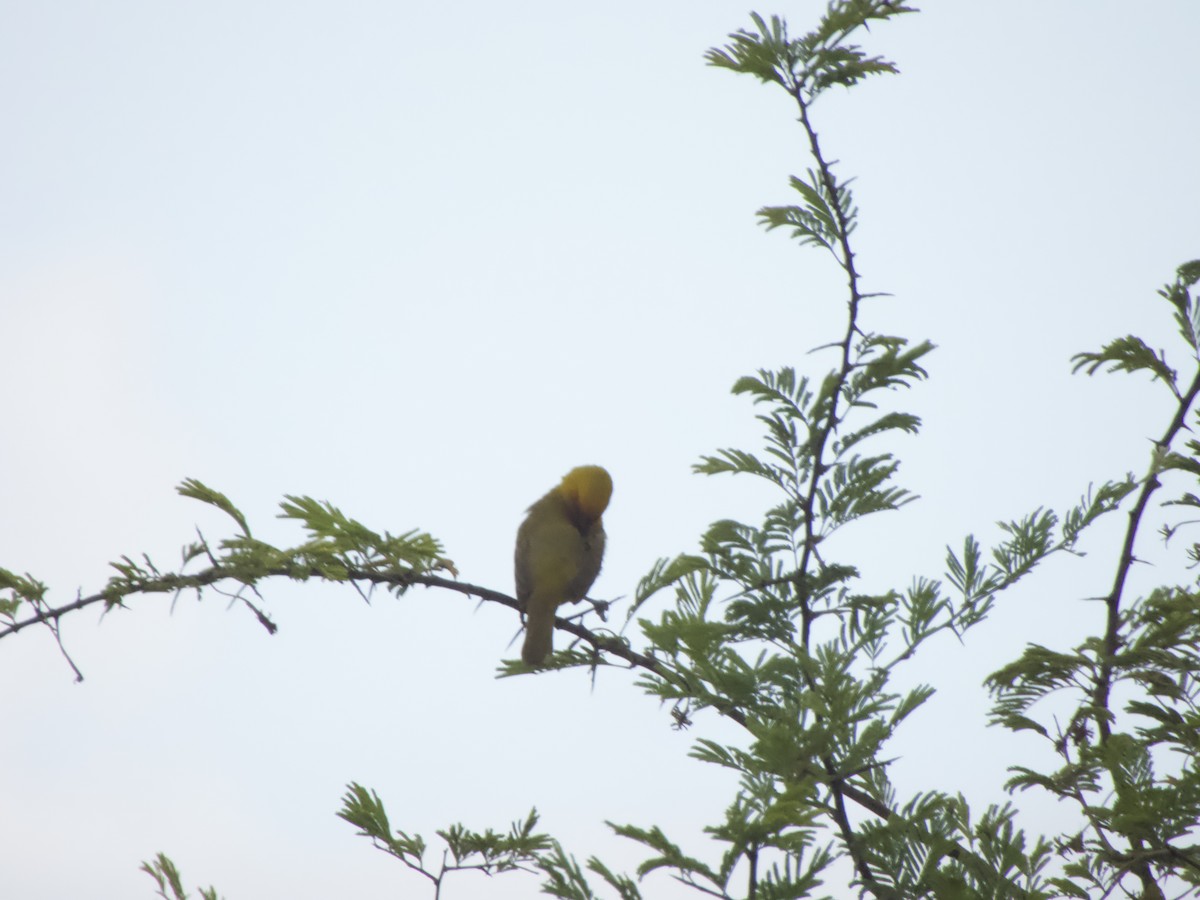 Spectacled Weaver - ML544197781