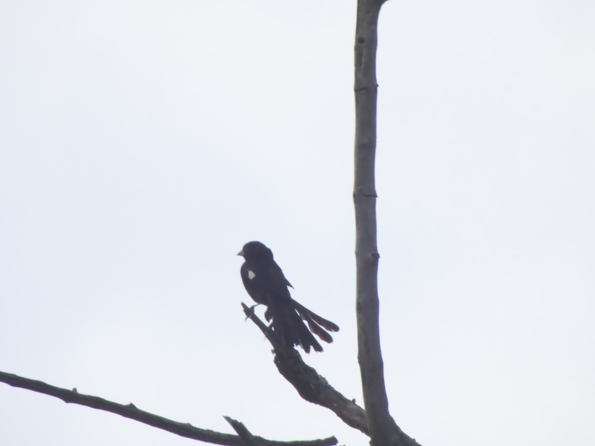 White-winged Widowbird - ML544197981