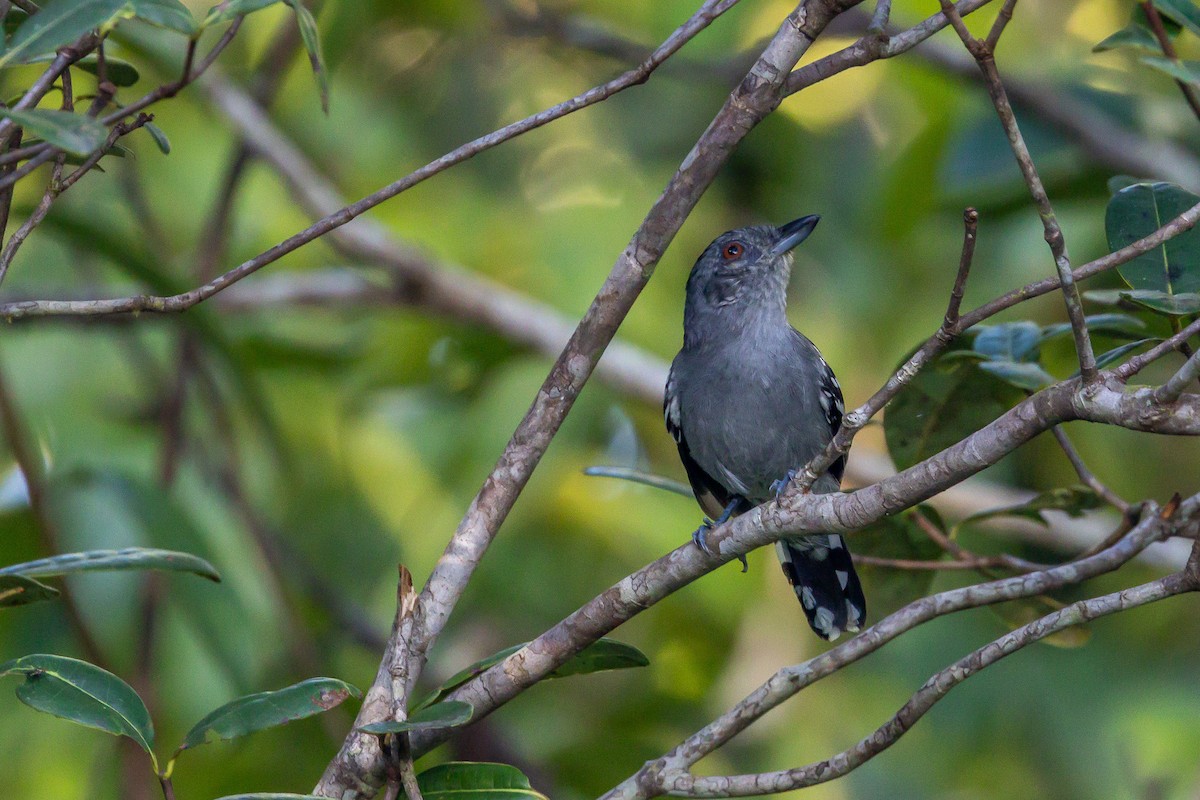 Natterer's Slaty-Antshrike - ML544198161