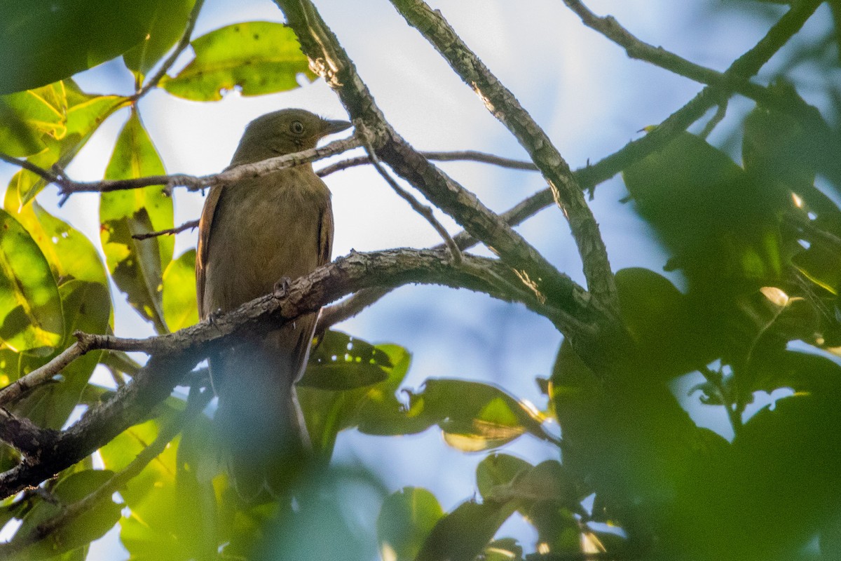 Brown-winged Schiffornis (Brown-winged) - Gustavo Dallaqua