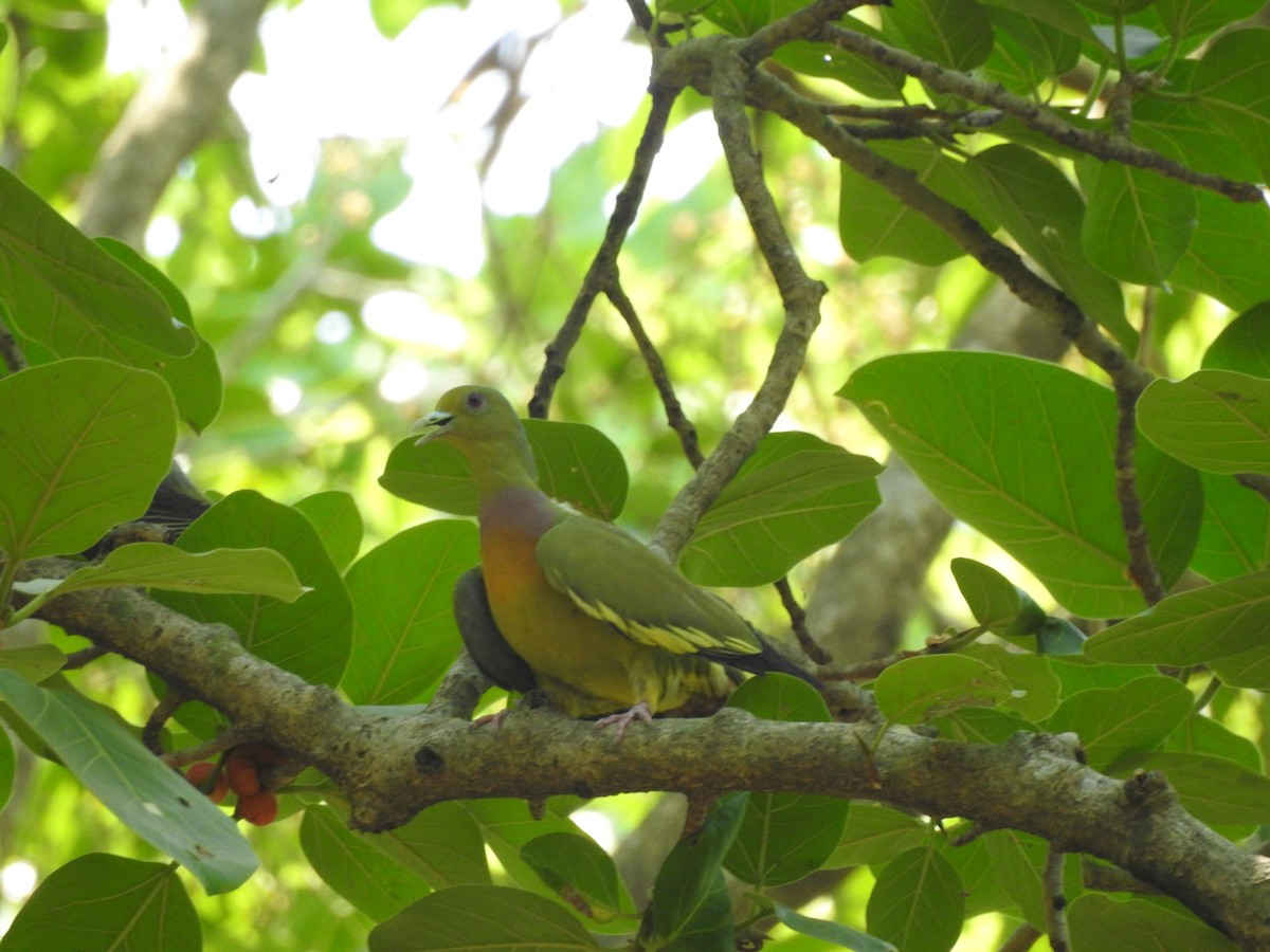 Orange-breasted Green-Pigeon - Tribhuwan Singh Tree