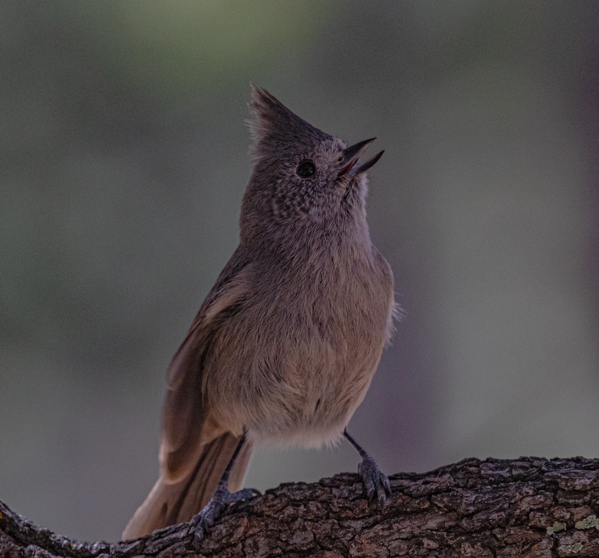 Juniper Titmouse - ML544199091