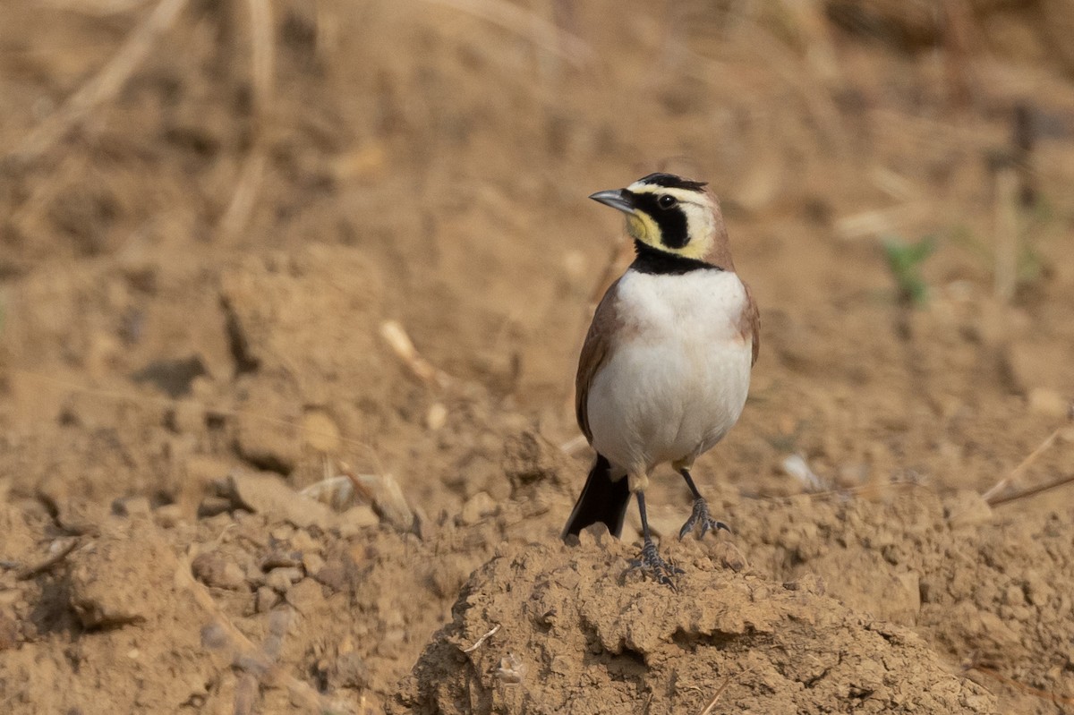 Horned Lark (Mexican) - ML544199861