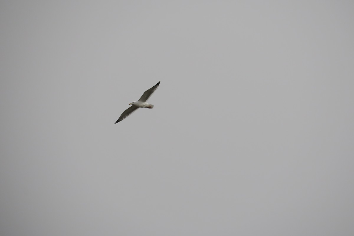 Herring Gull (Mongolian) - ML544200951