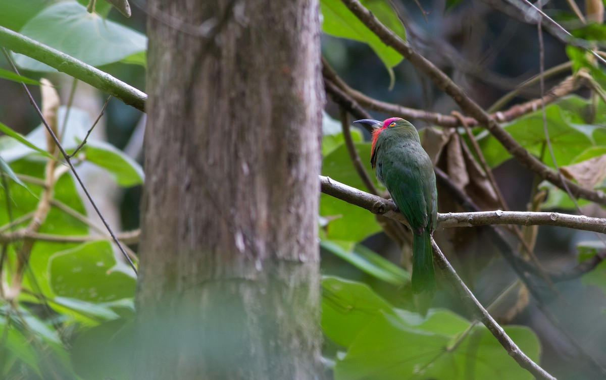 Red-bearded Bee-eater - ML544201931