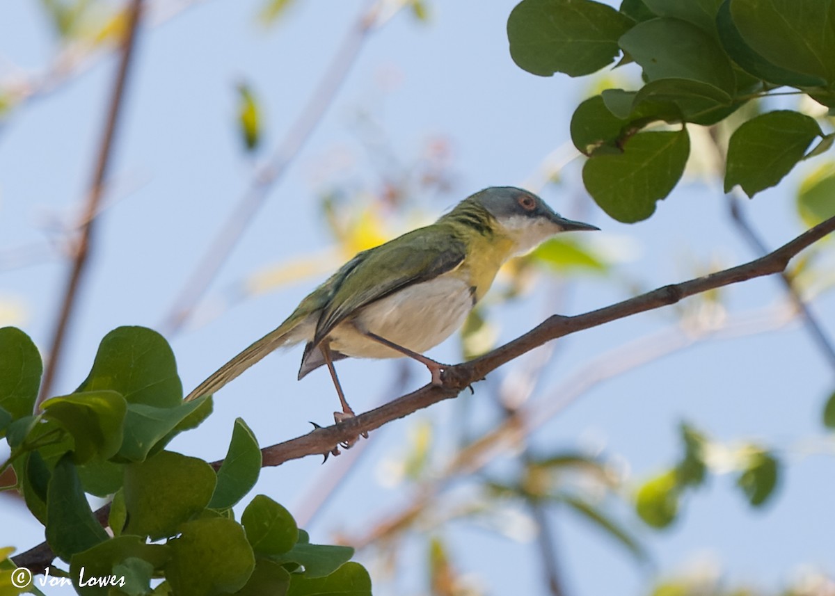 Yellow-breasted Apalis (Yellow-breasted) - Jon Lowes