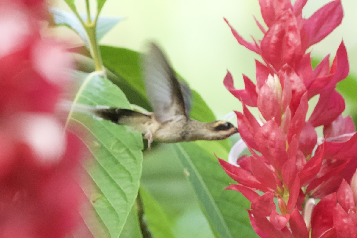 Pale-bellied Hermit - ML544203791