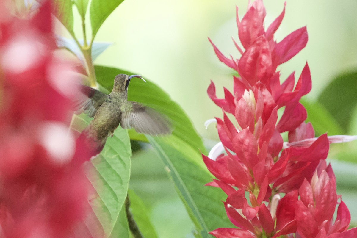 kolibřík světlebřichý - ML544203801