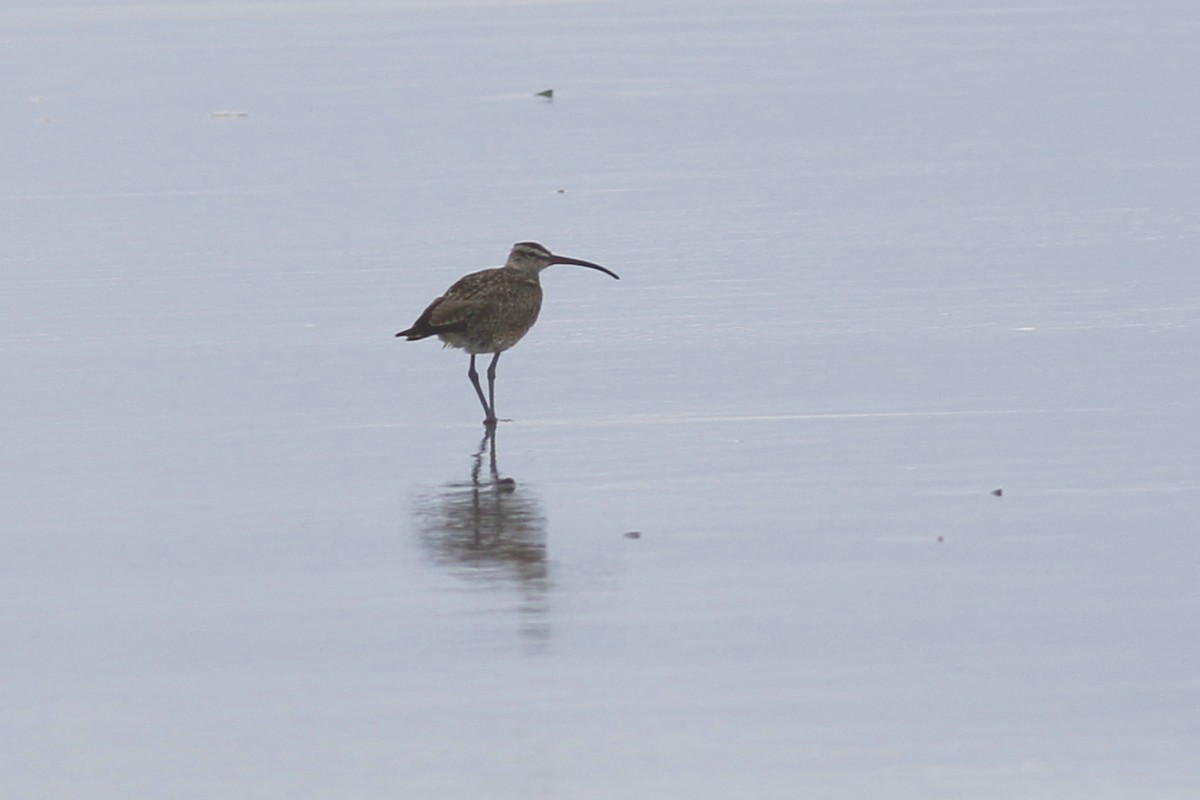 Whimbrel - ML54420431