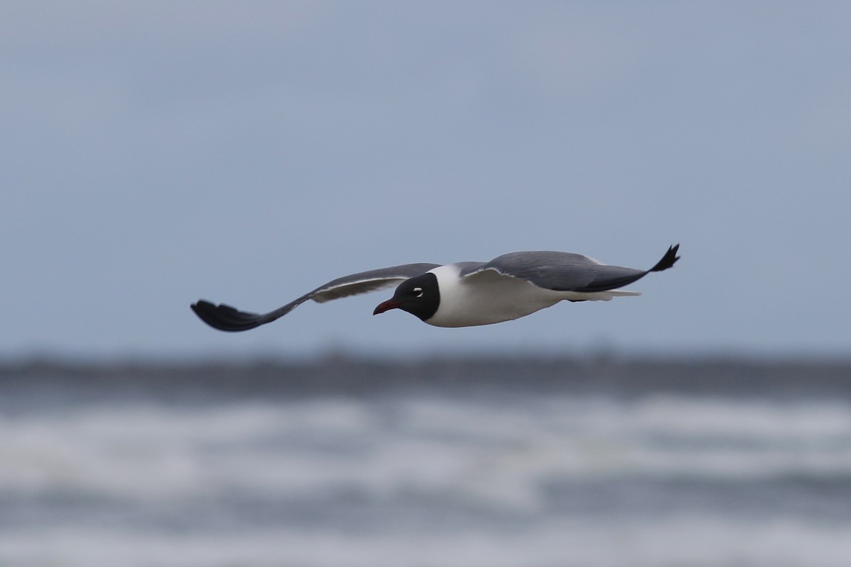 Laughing Gull - John C Sullivan